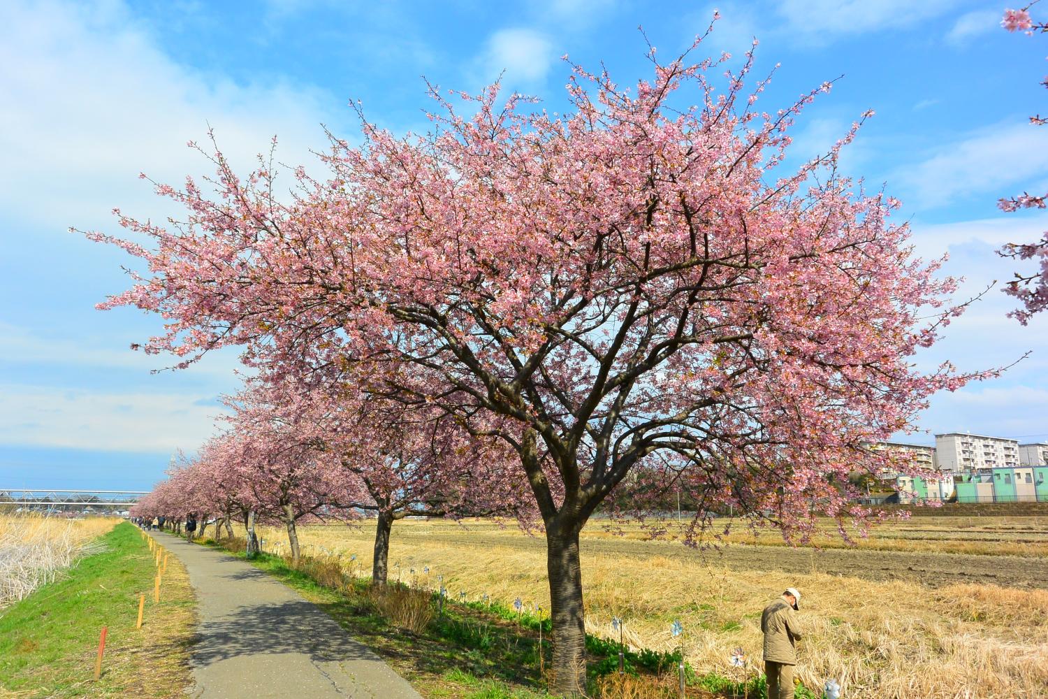 新川千本桜（カワヅサクラ） | ココシルやちよ